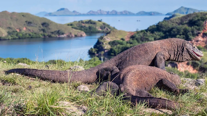 komodo-ejderhasi-bakteri-mi-zehir-mi