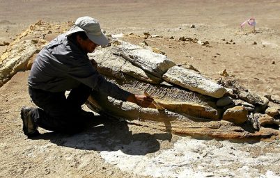 simdiye-kadarki-en-agir-hayvan-olabilir